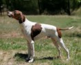POINTER INGLÊS